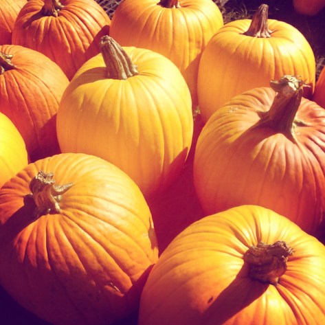 Pumpkins from Radar Farms, outside Normal, Illinois 