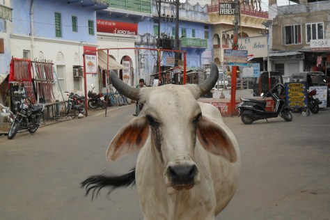 The Cows of Pushkar
