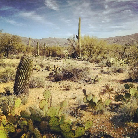 Saquero National Park. Tucson, Arizona. 